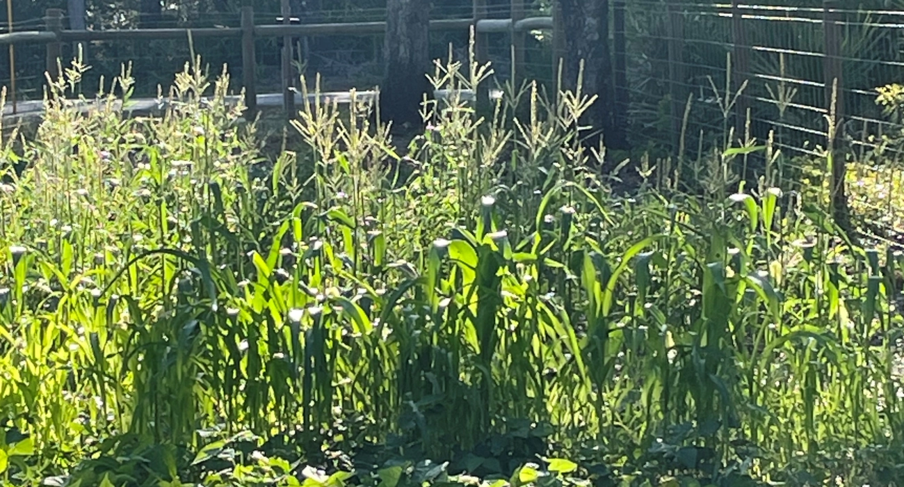 🌱 From Soil to Supper: A Season of Growth at the Garden