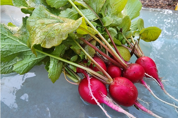 Farm Fresh Radish
